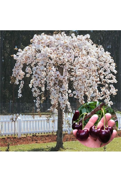 Плакуча вишня на штамбі у квітучому вигляді